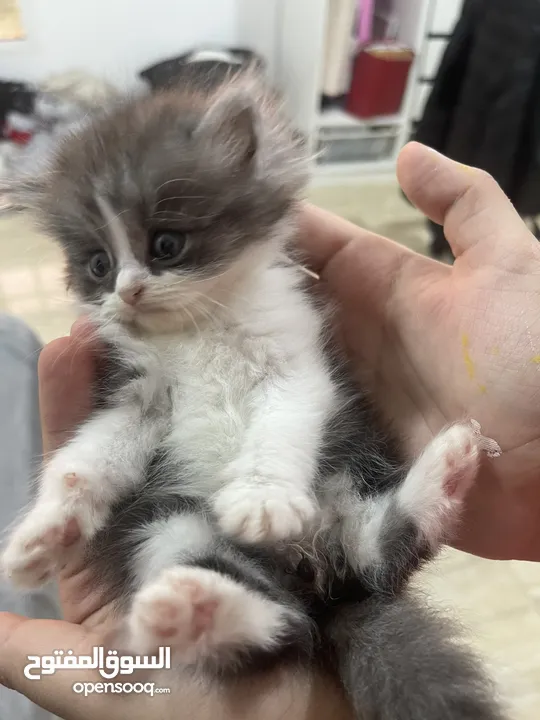 6 week old kitten