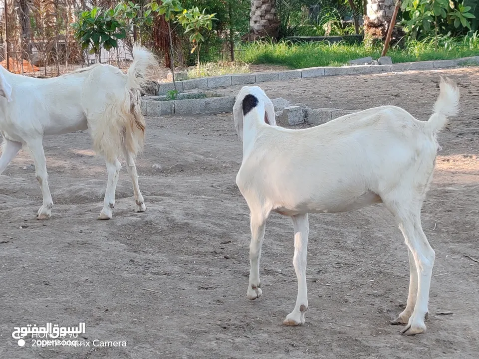 ماعز باكستاني بيور