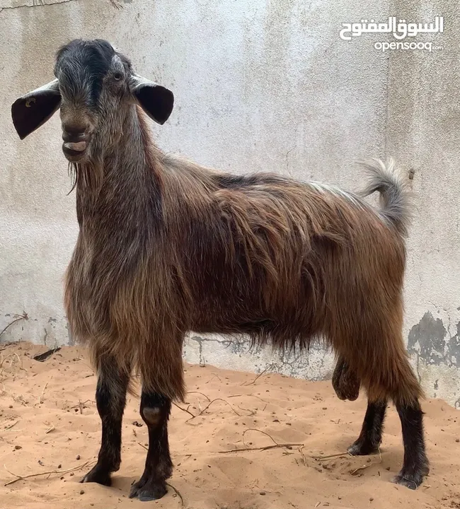 فحل شامي بيور (ماعز) (sheep) (خروف ) ( goat)