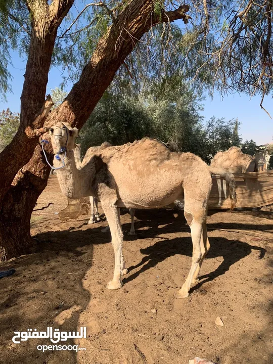 ناقه خواره طيبه في البن ولحم  للبيع