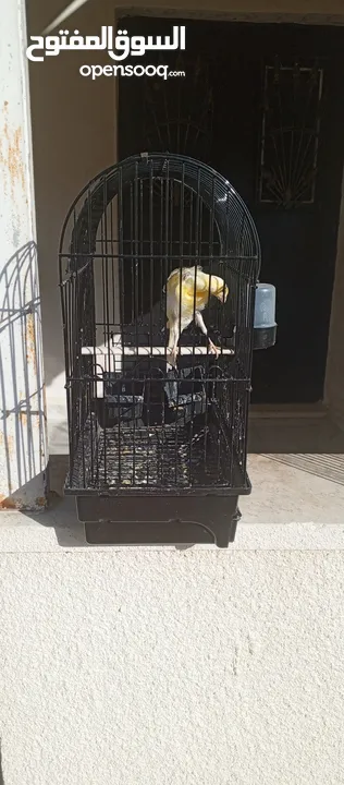 طيور للبيع