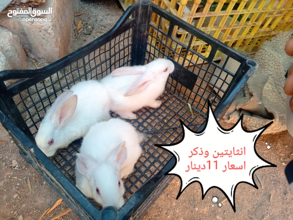 ارانب هجين