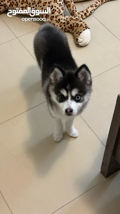 Contace me ONLY for who will love my 8 month old Pomsky..