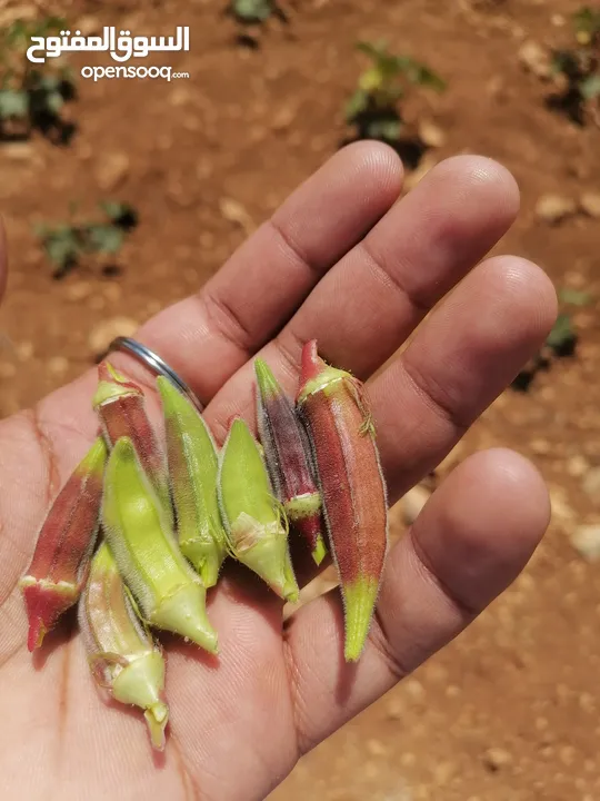 باميا بلديه 100٪ بعليه
