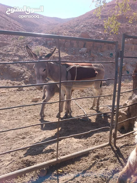 جحشه غنم عمرها سنتين ونص ومعاها جحشه عمرها 25 يوم