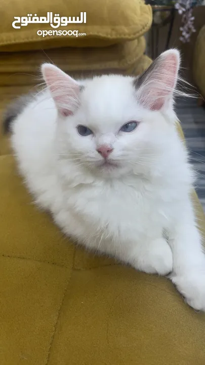 قطه انثى رغدول بيور دم صافي