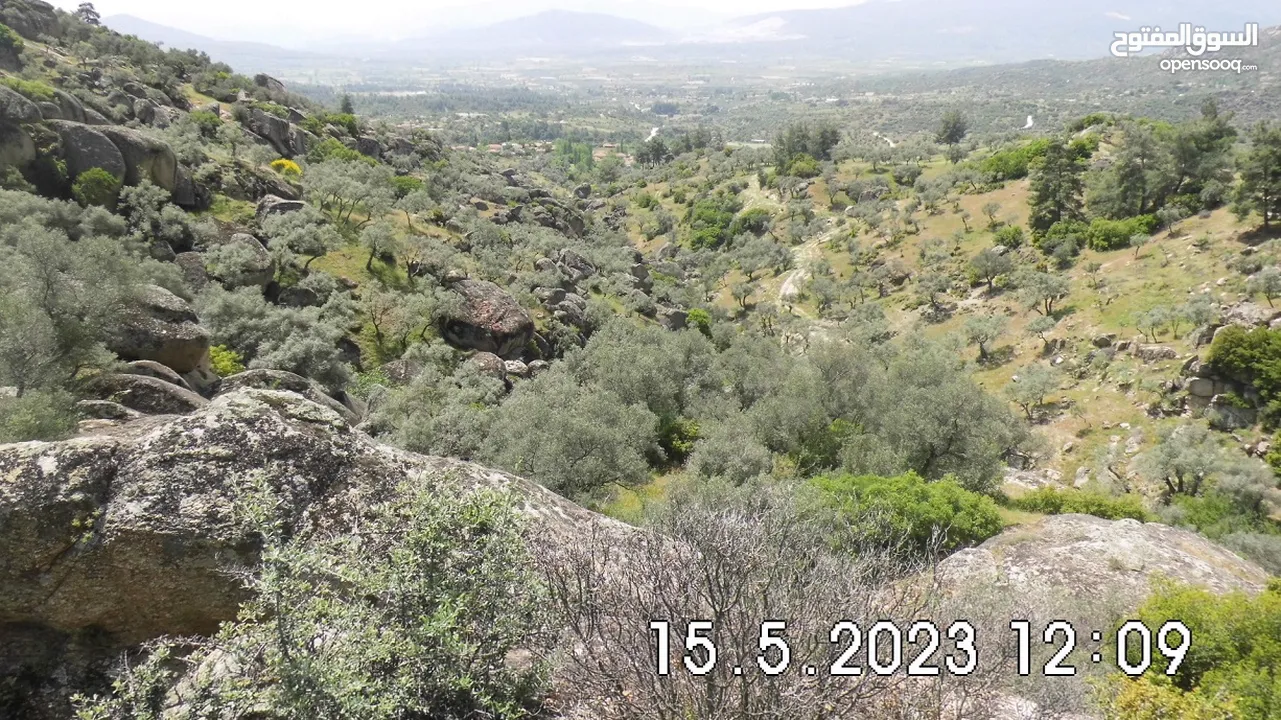 Olive grove, Bodrum / Turkey, 28.534m², organic cultivation, free from olive flies, panoramic view,