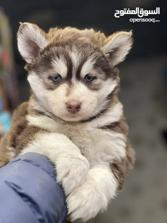 Husky puppy