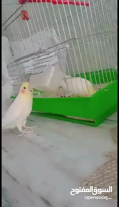 ذكر كوكتيل لاتينو ثوب كامل حجم جامبو عمر سنتين ونصف نصف أليف يصفر تصفيرات كتيرة جاهز للتزاوج