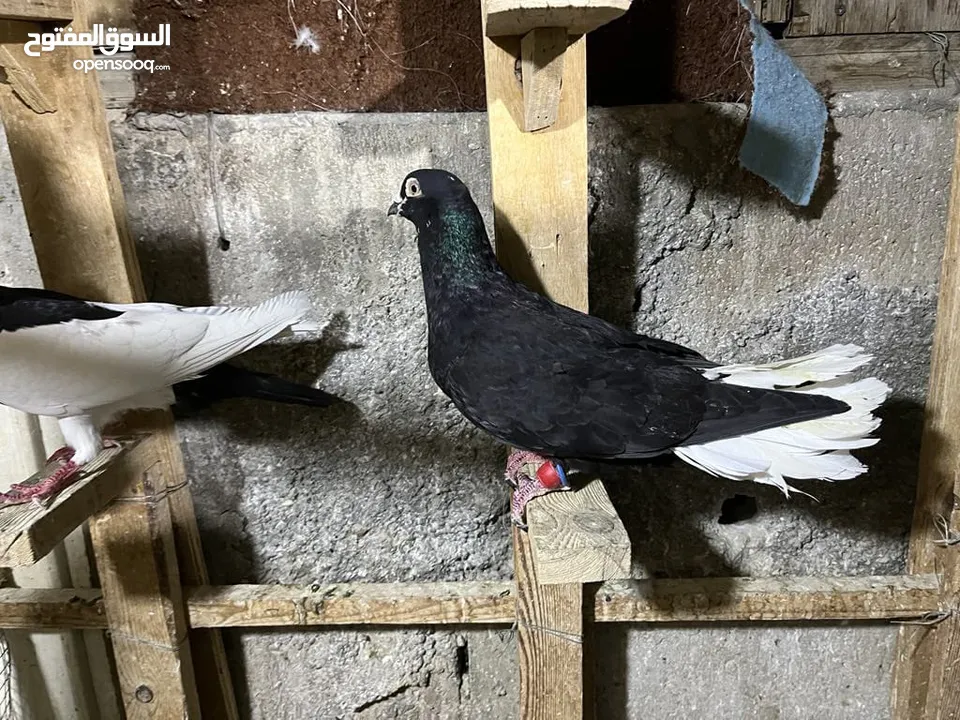 قطعة حمام للبيع