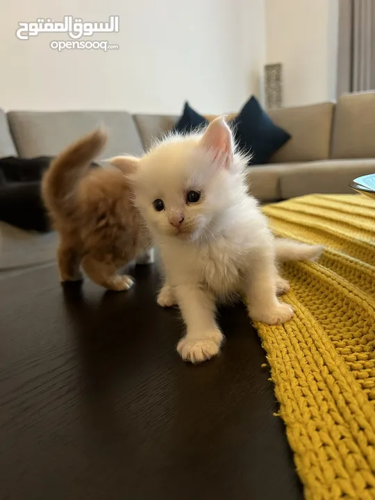 Mainecoon pure breed with huge size dad