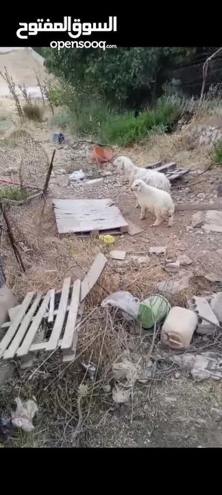 نعجه ورها خروف قدها البيع بسعر حرق