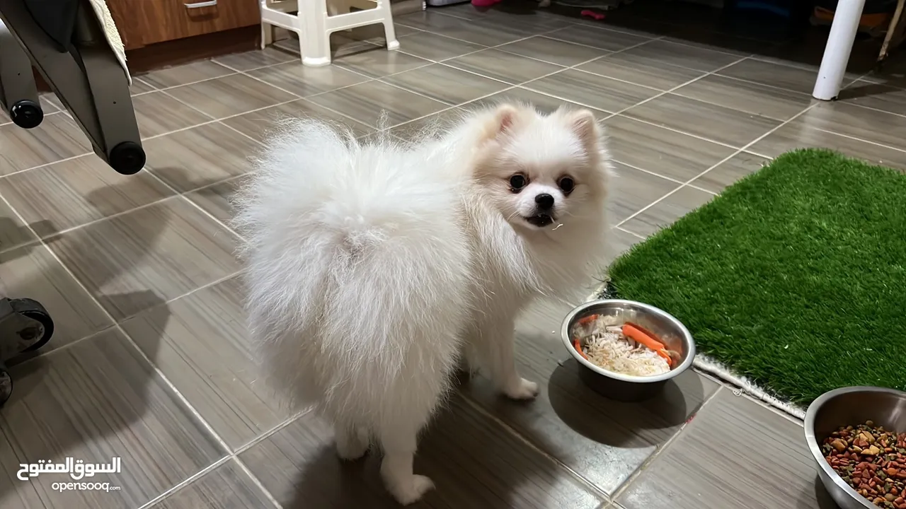 For mating , stud service male pomeranian