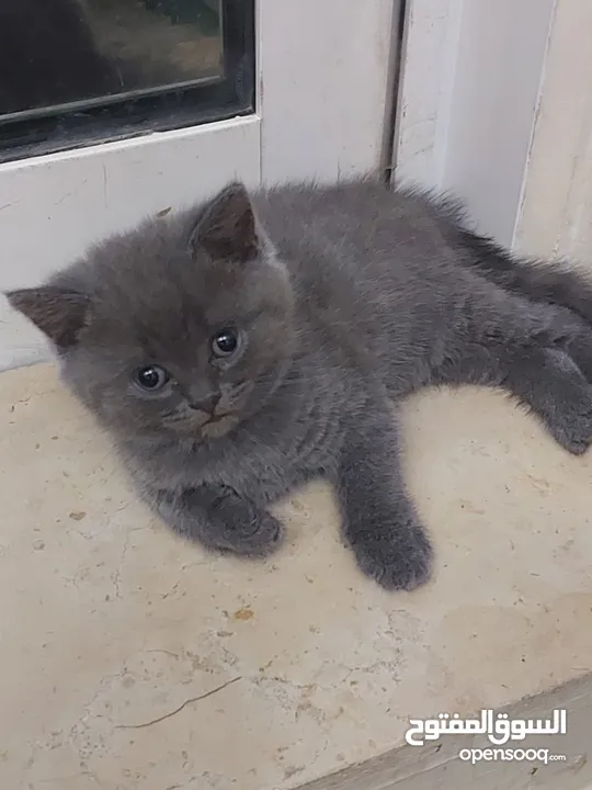 Scottish fold pure and healthy