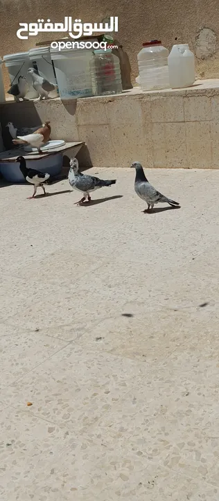 متاح 3جواز جوز لهوارت قراقطه وجوز يهوديات تركيب جديد وفي جواز بلجيكي زرزور عل بلجيكي