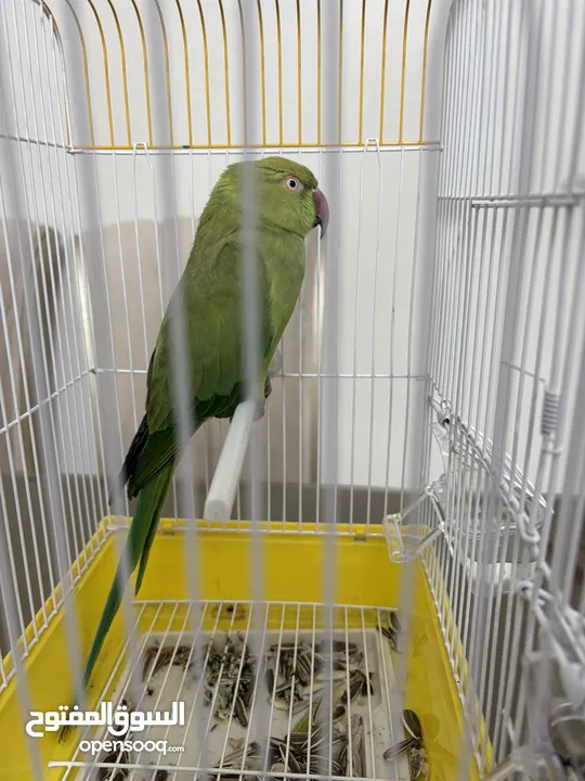 ببغاء دره هندي بدايه طوق للبيع حجم وسط