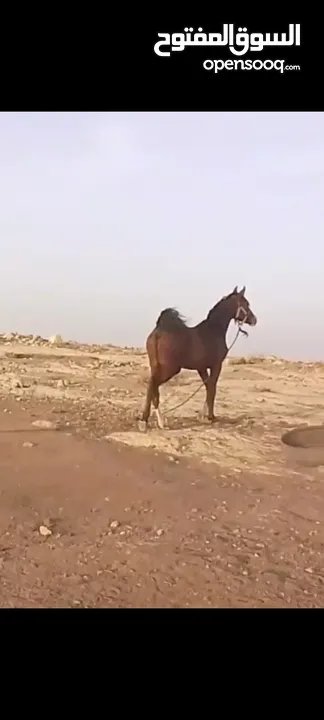 مهرة عربيه غير مسجلة