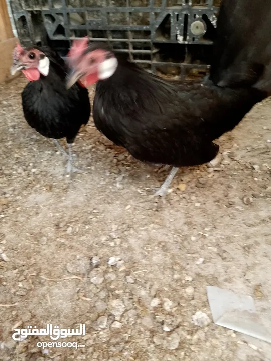 مطير عصافير للبيع