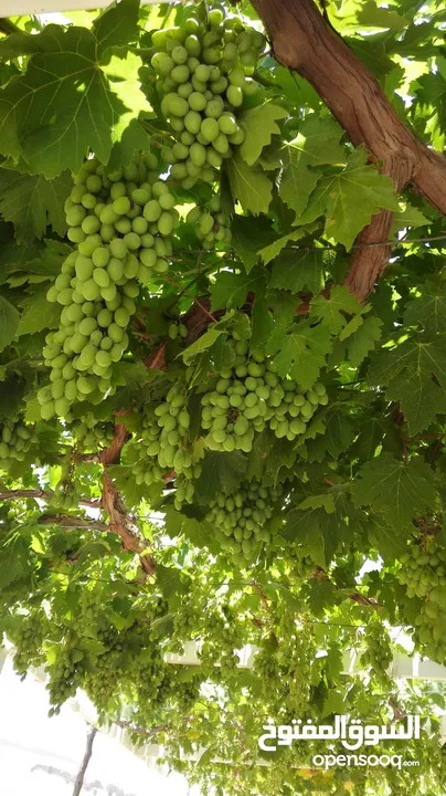 مزرعة مع بيت لقطة للبيع