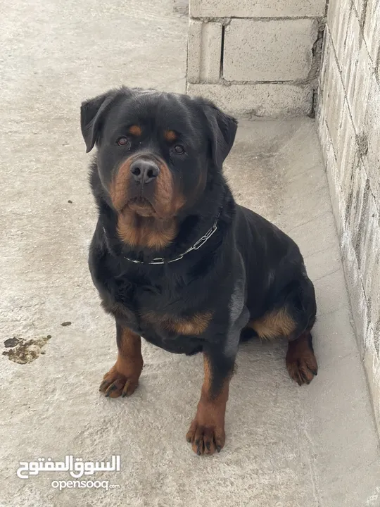Rottweiler 4sale روت وايلر للبيع