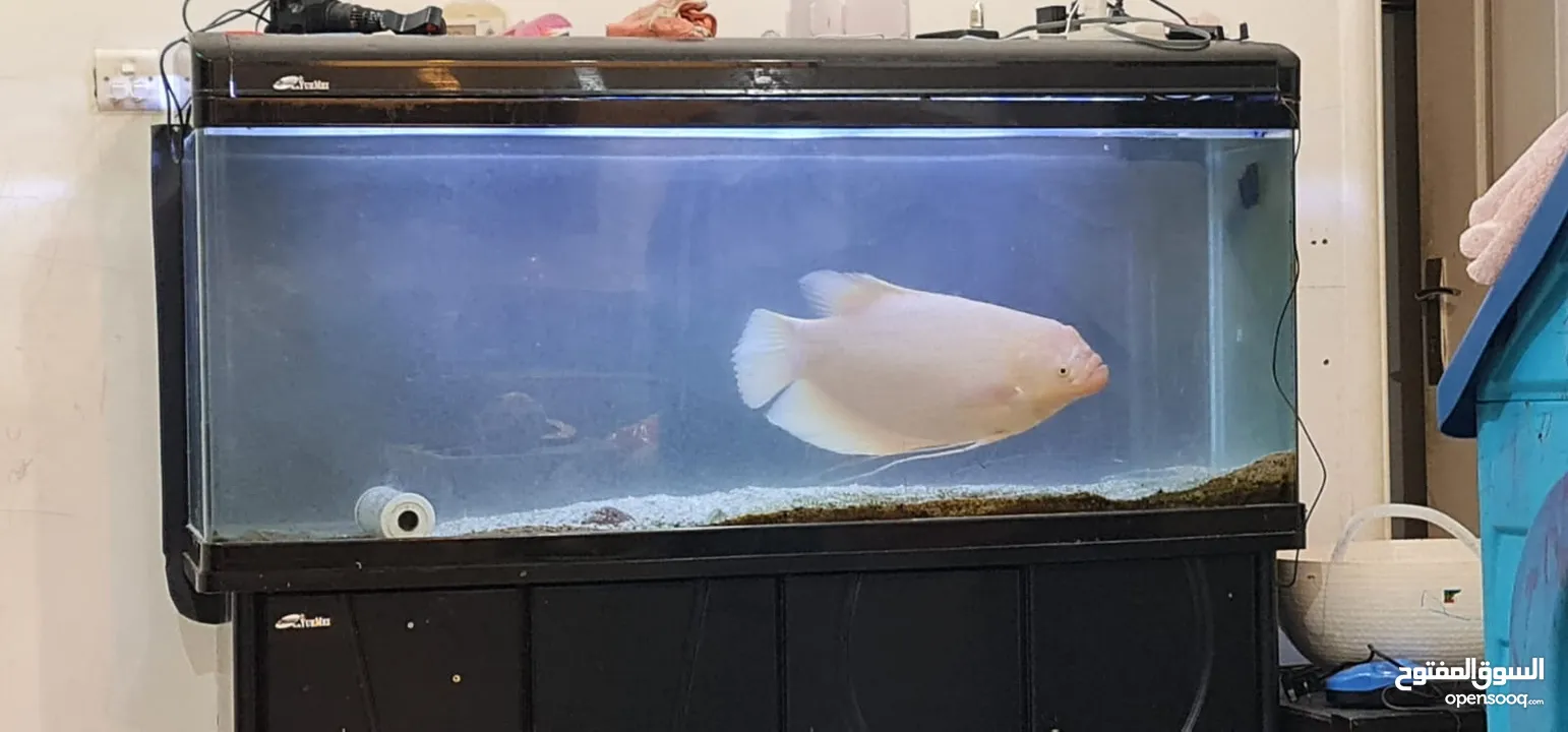 Gaint Gourami with fish tank