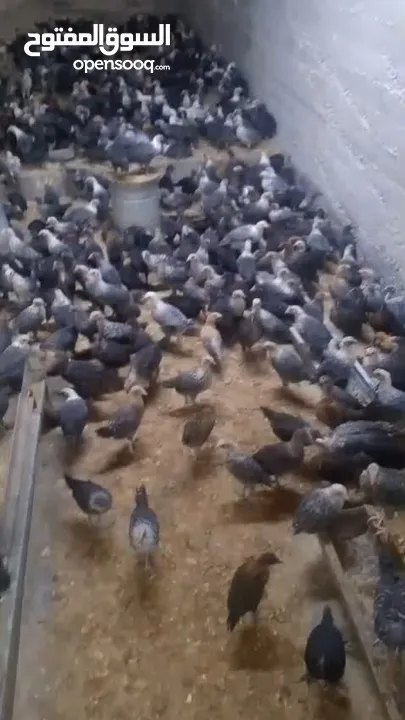 فرخات دجاج عمر شهر ونص
