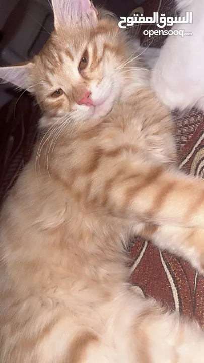 قط ذكر شيرازي عمر 5 شهور لطيف يحب العب بدون اي مقابل مادي فقط الاطمئنان عليه كل فترة مؤقتة وصحة تمام