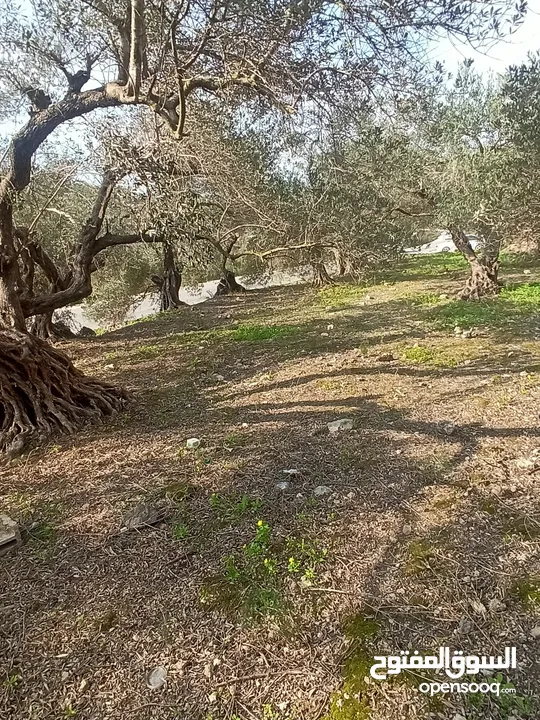 القبة الذهبية  شارع بلعا-دير الغصون