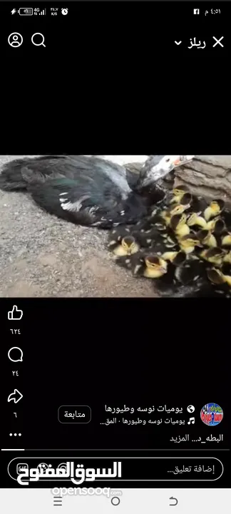 مطلوب بط بلدي صغير