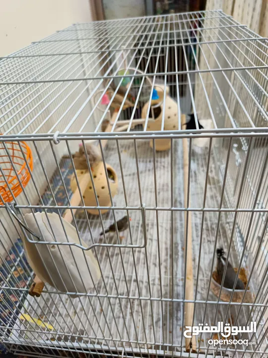 8 Beautiful and Healthy Zebra Finches with Large Spacious Cage Full Set for Sale :)