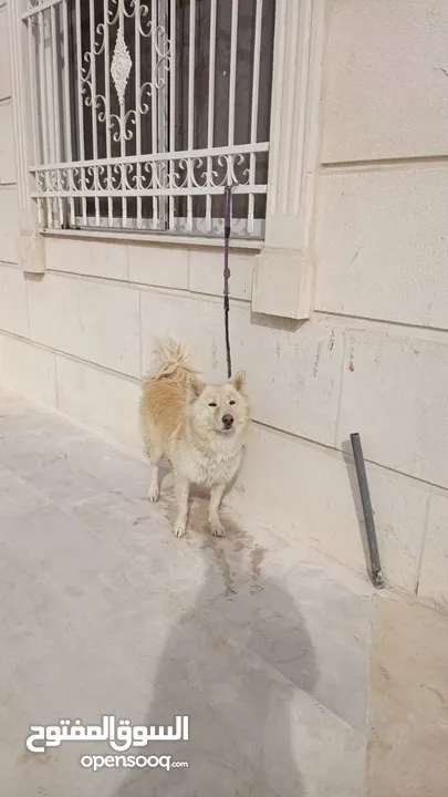 كلب هاسكي سيبيري العمر 11شهر انثى