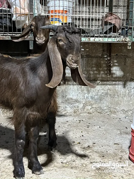 جديان 2 وسخلة صحة ونضافة نخب