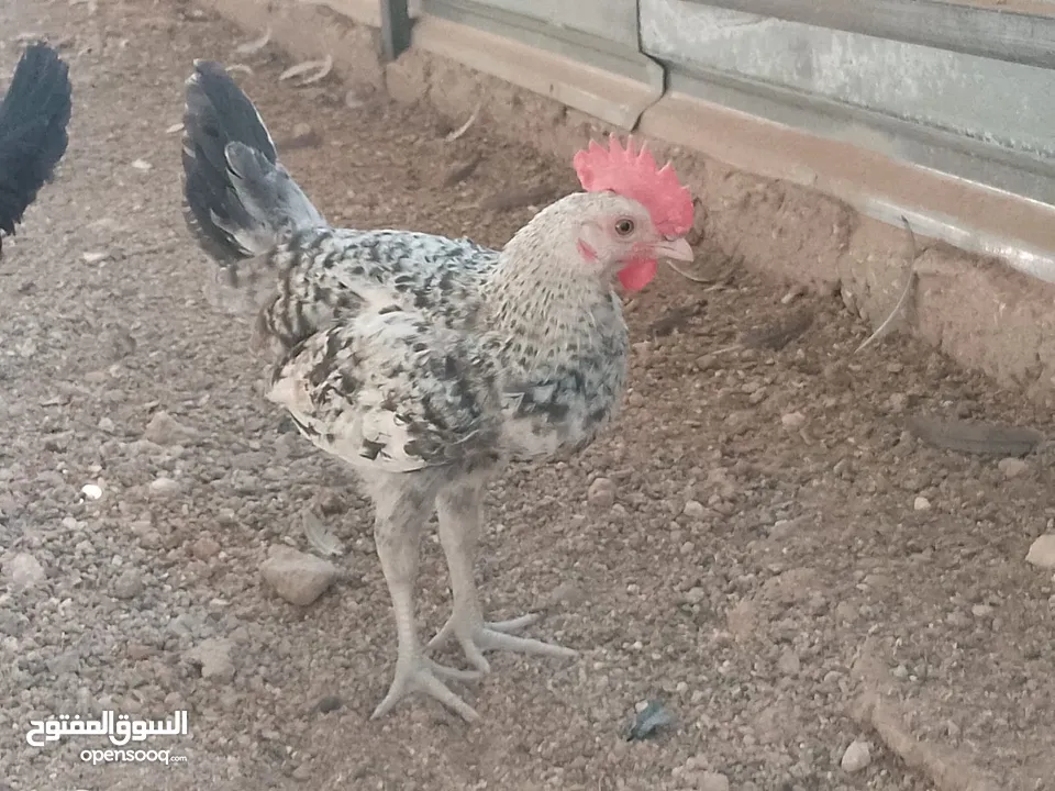فراخ للبيع