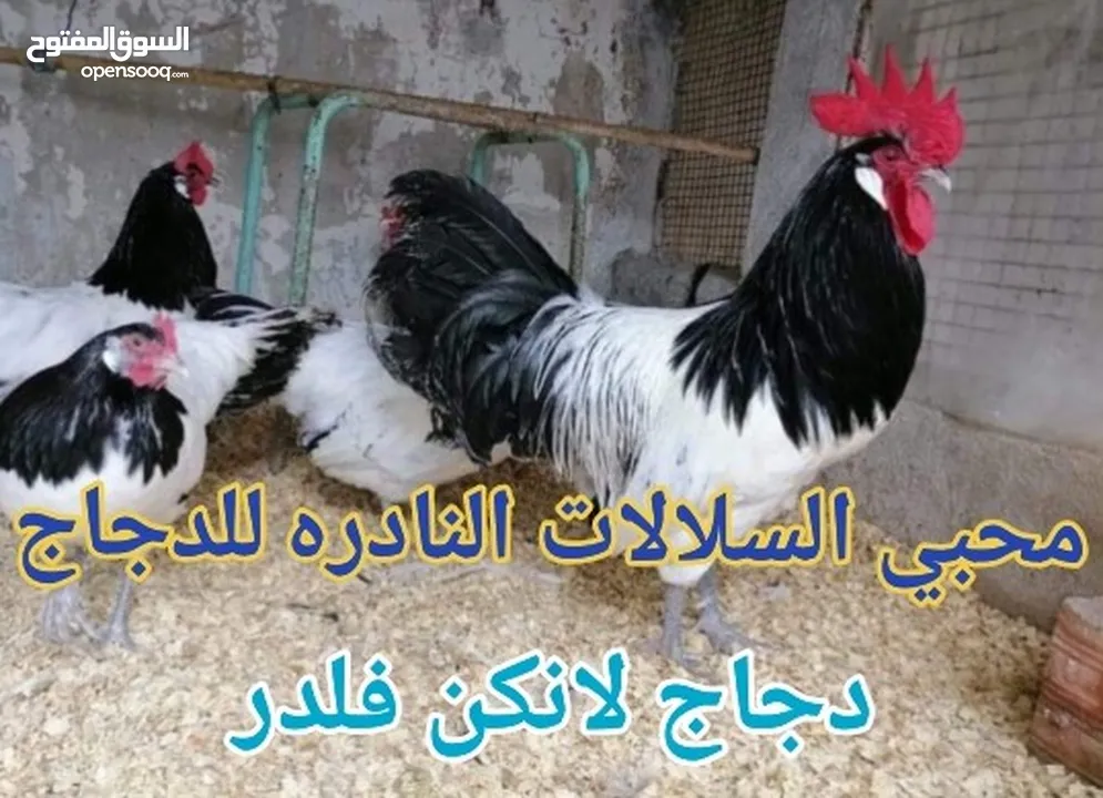 بيض مخصب لسلالات الدجاج النادره