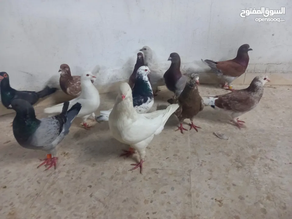 حمام مالطي جامبو البيع كوم بسعر حرق