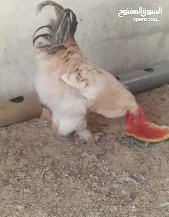 للبيع ديوك براهمه