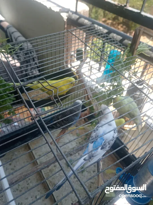 طيور الحب للبيع