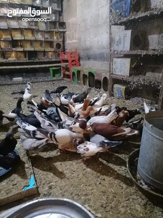 حمام مشكل للبيع