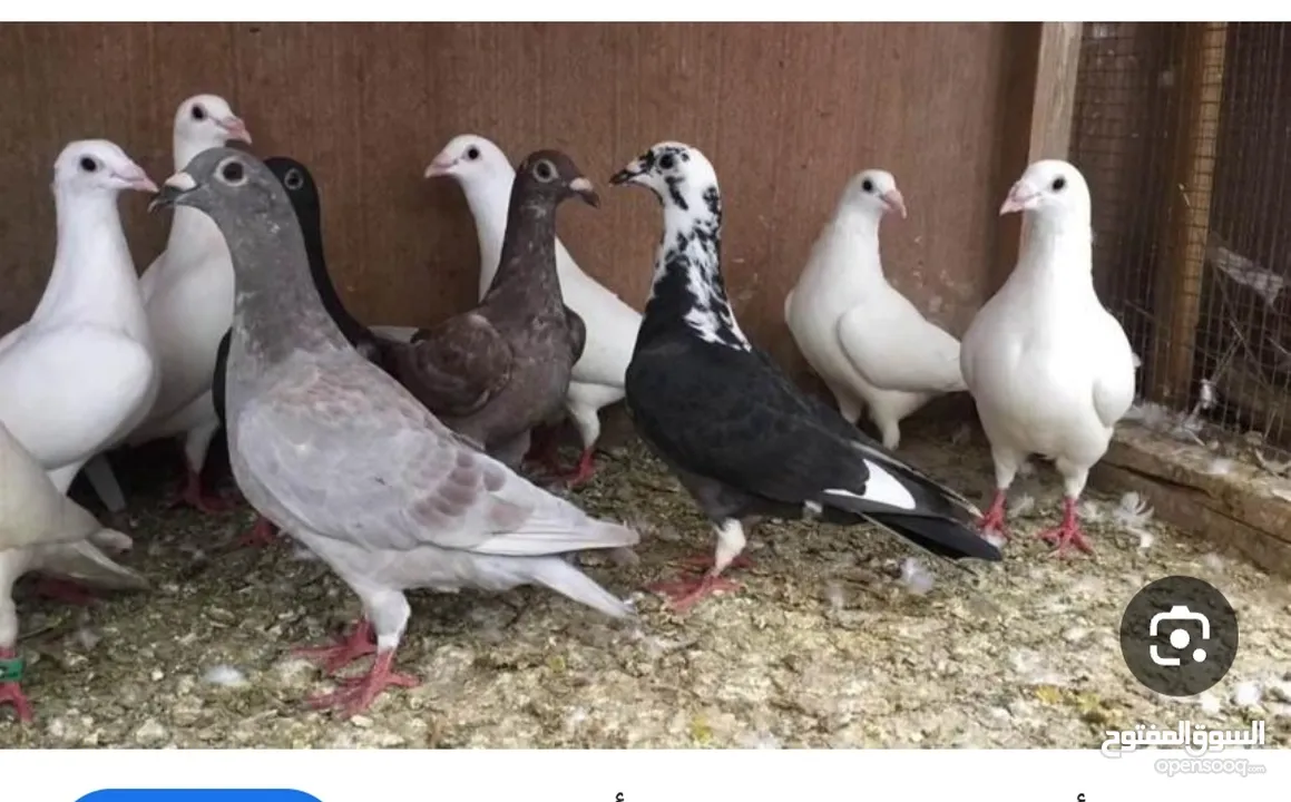 مطلوب حمام بلدي حجم