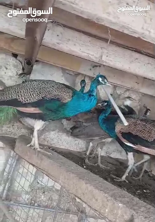 جواز طاووس للبيع