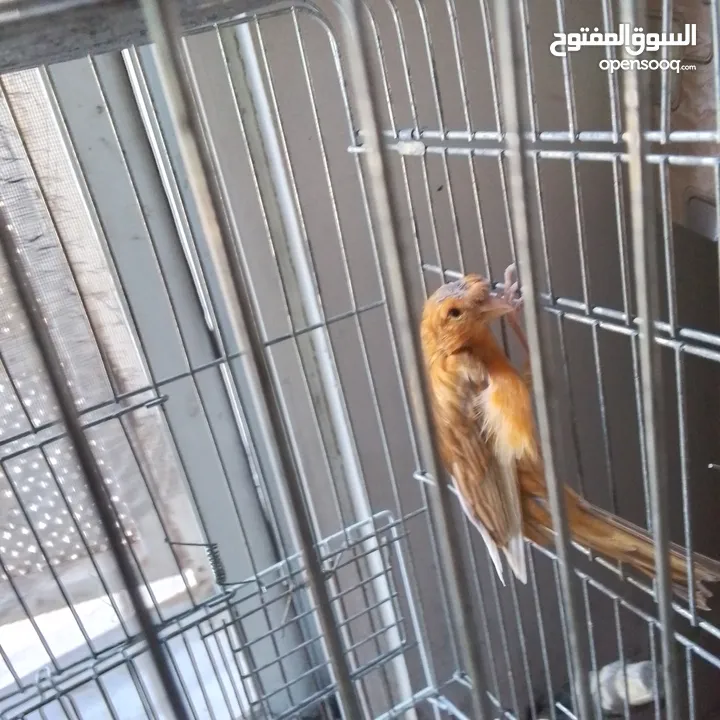 ذكور كنار جاهزين عمر سنه ونص وثاني سنه  وروز جاهزين عمر سنه ذكر واثى