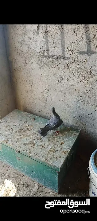 فراخ حمام حلوات للبيع او بدل مفاطيم  ماشالله