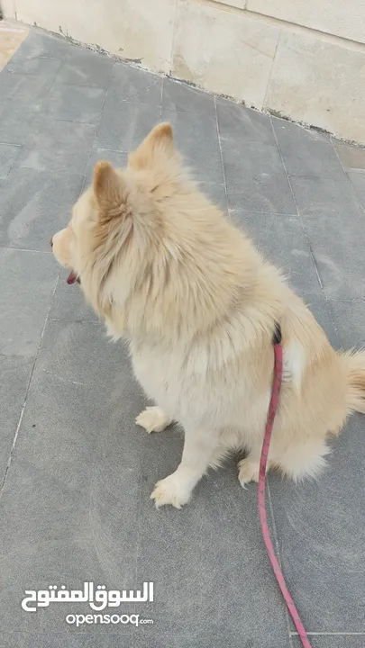 كلب هاسكي سيبيري العمر 11شهر انثى