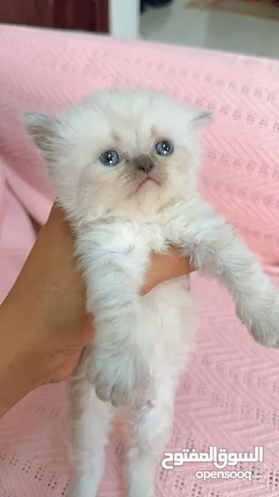 Cute baby kitten