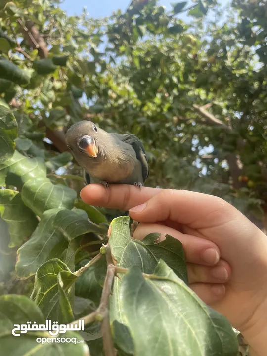 بيع طير اللوف بيرد-lovebird - طير الحب - لون أخضر - لطيف و أليف جدا -