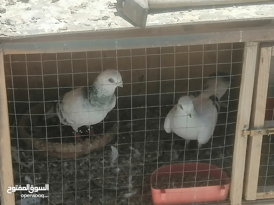 حمام للبيع