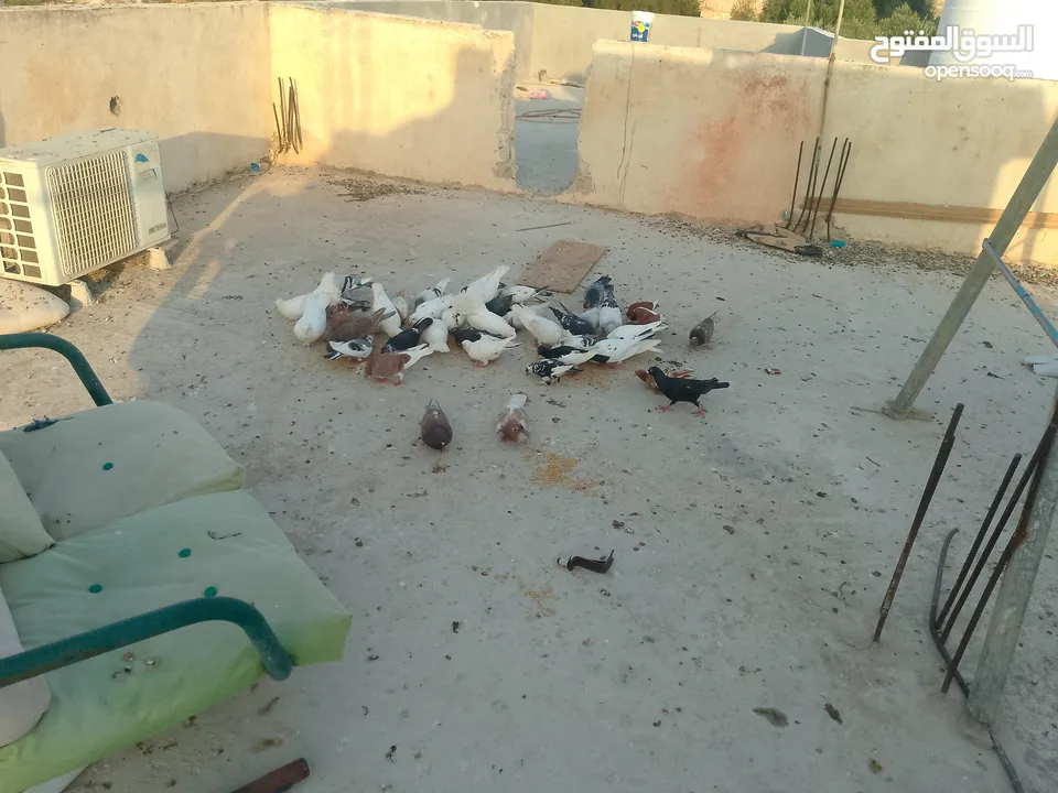حمام للبيع في الزرقاء العالوك بجانب بقالة الصقر التواصل عبر الواتس اب