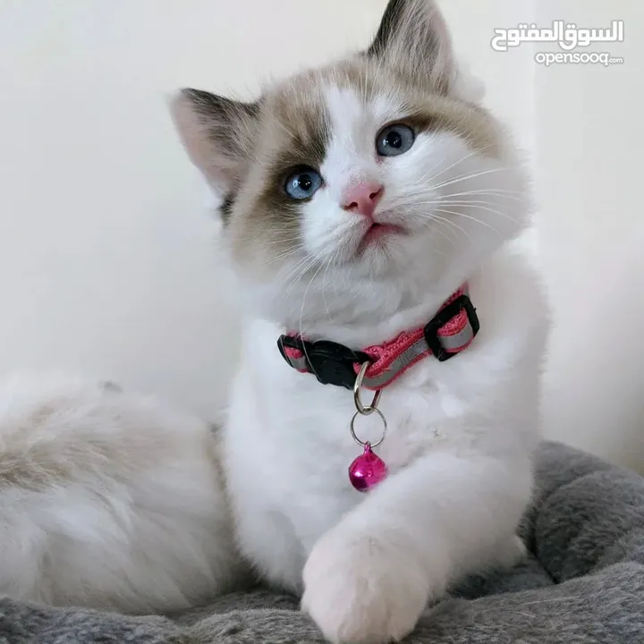 Ragdoll Kitten