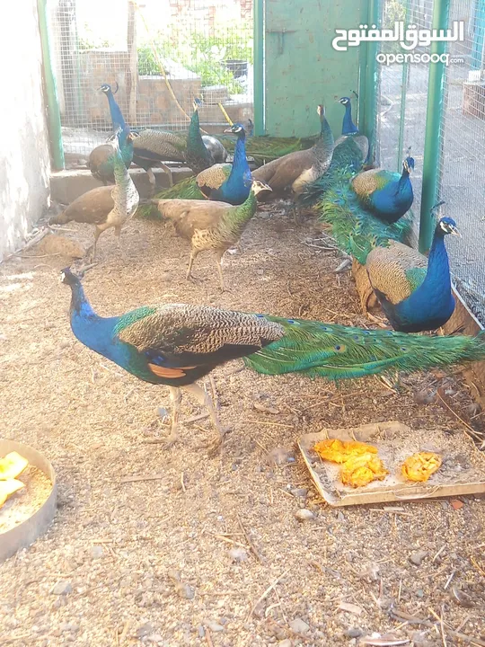 طاوؤس هندي