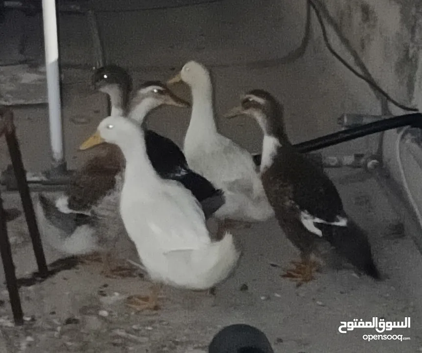 بط عدد 5 للبيع عمر من 3-4 شهور   . .........................................................